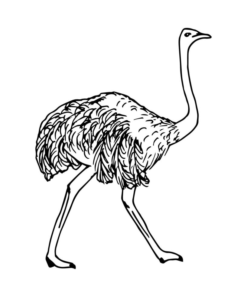 Hand-drawn vector ink drawing in engraving style. Big bird ostrich in full growth isolated on a white background. Ostrich farm, animal rearing, breeding, label, print.