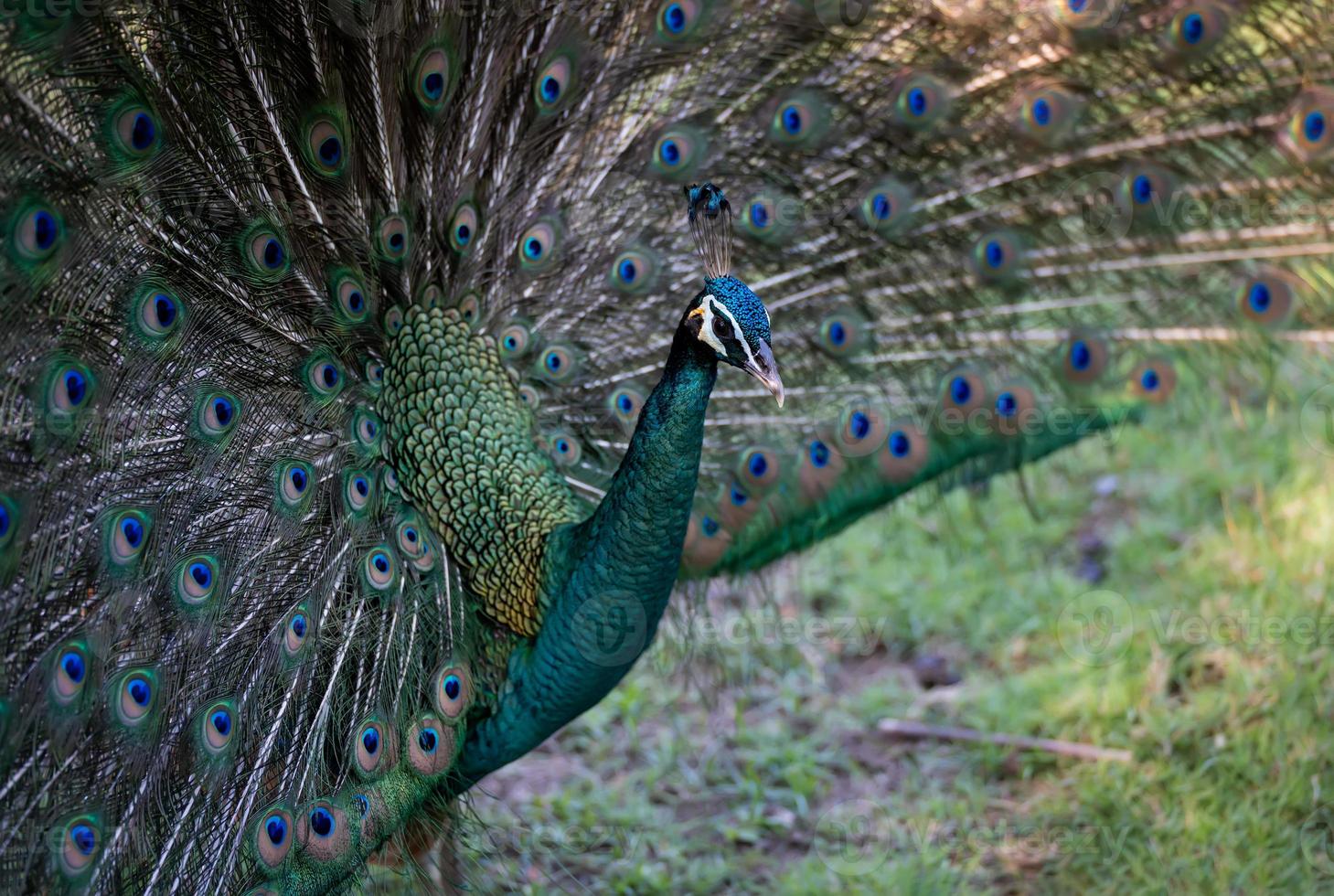 beautiful bird , indian peacock or Indian Peafowl in garden.Animal conservation and protecting ecosystems concept. photo