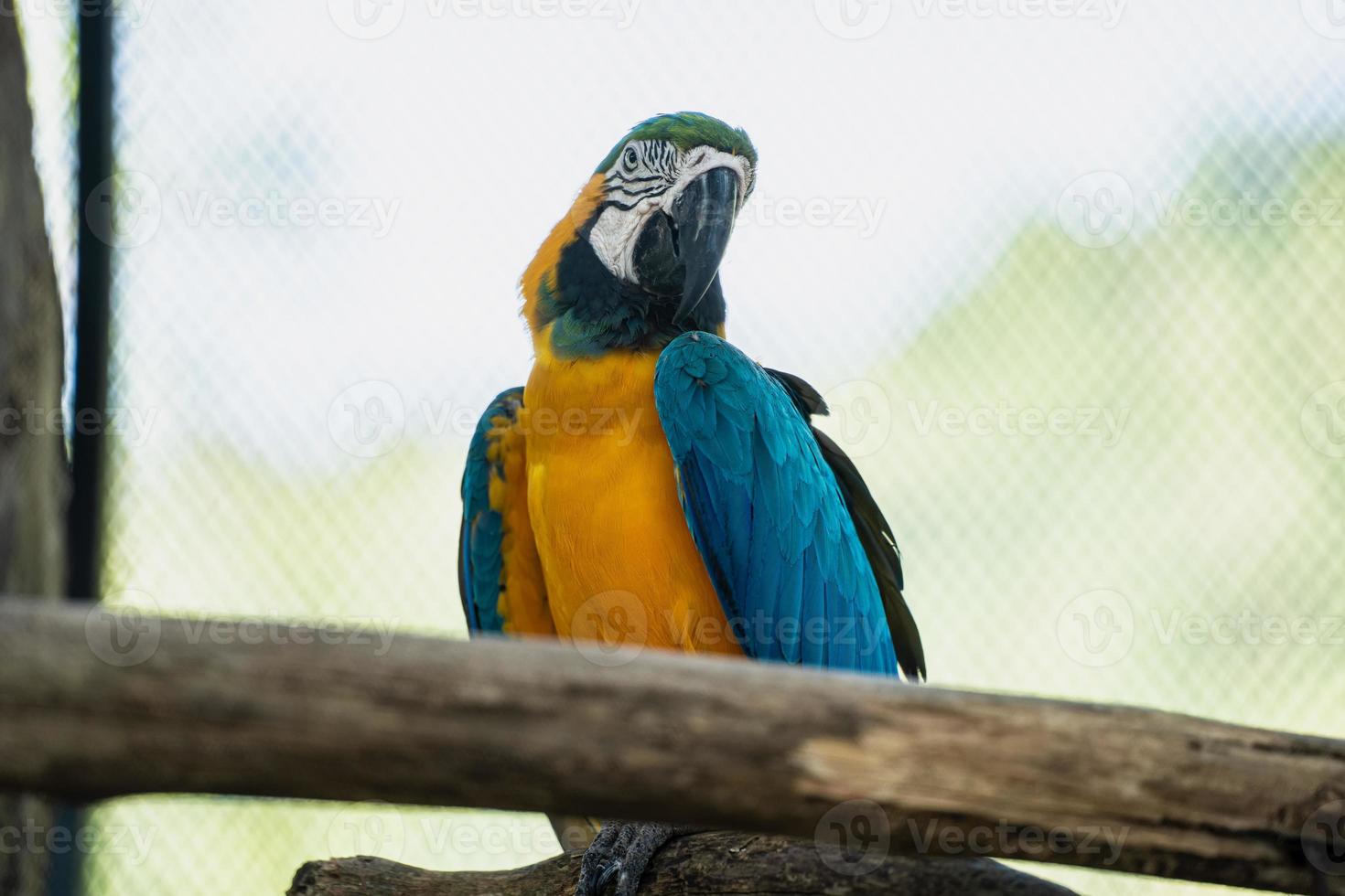 closeup of Macawcute cute bird and colorful of wildlife ,Blue and yellow macaw on tree, Animal conservation and protecting ecosystems concept. photo