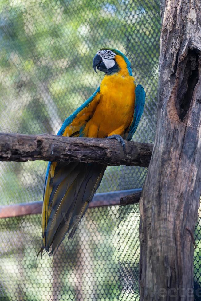 primer plano de guacamayo lindo pájaro y colorido de la vida silvestre, guacamayo azul y amarillo en el árbol, conservación de animales y concepto de ecosistemas de protección. foto