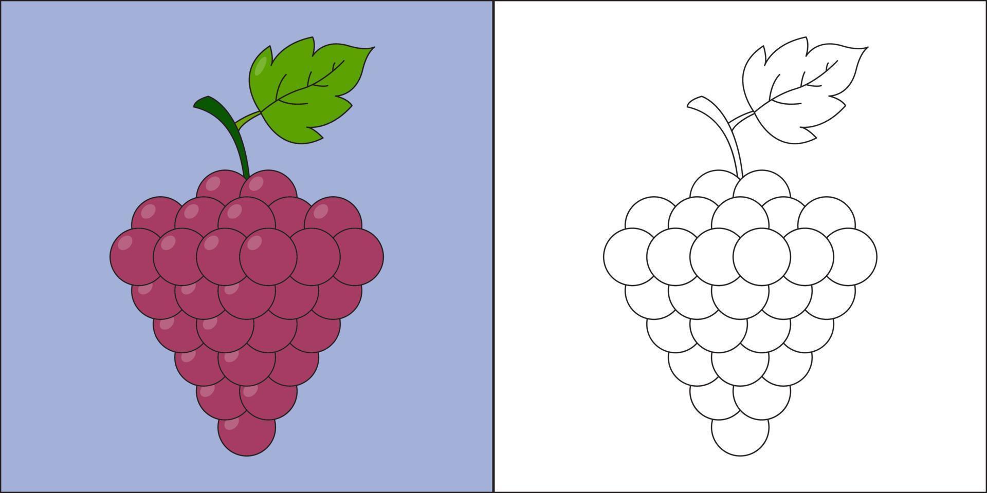 uvas maduras adecuadas para la ilustración de vector de página de color de los niños