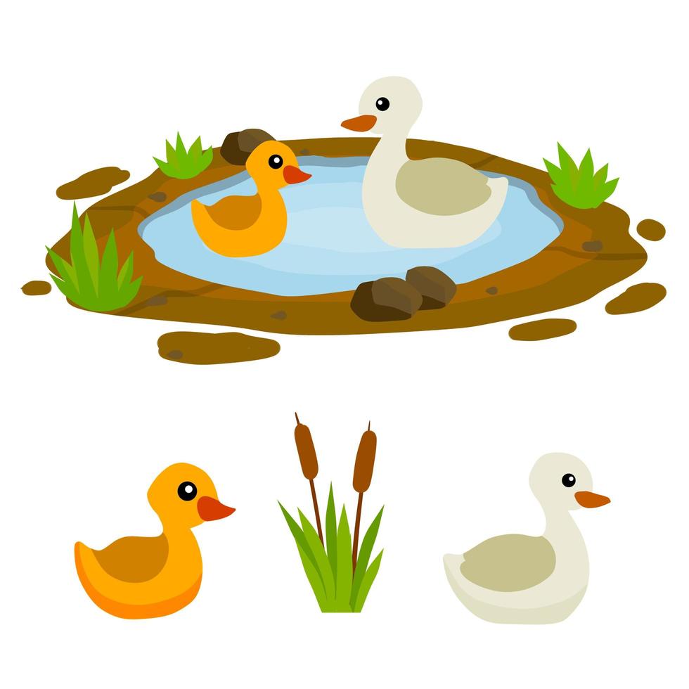 Ducks in pond. Chicken swims in lake. Animal in wild and forest. vector