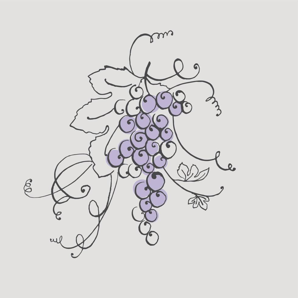 Wine grape vector illustration in blue color