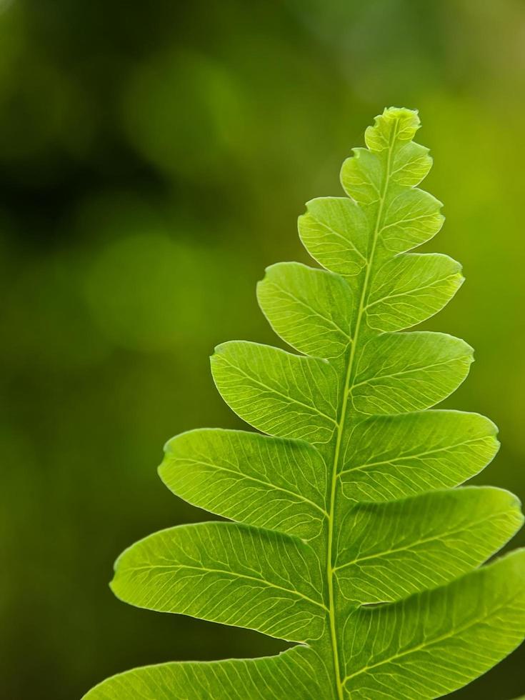 macro photo, beautiful wild plant leaves photo