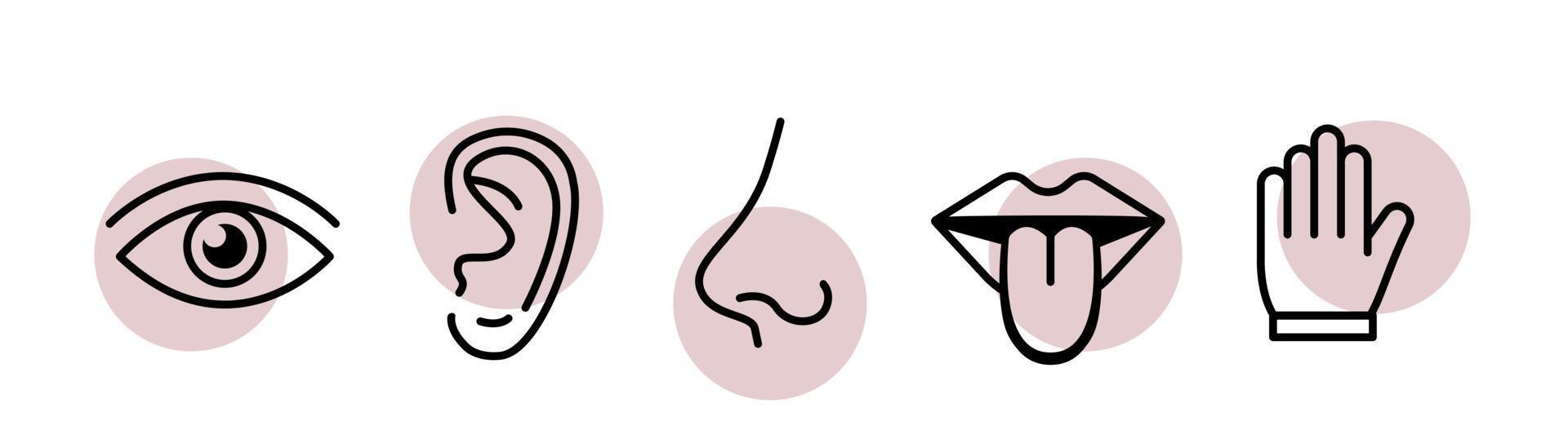 Human sense five types. Vision through eye, smell with nose, taste with tongue. Symbols Drawn with outlines  inside color circles. Isolated flat vector illustration on white background