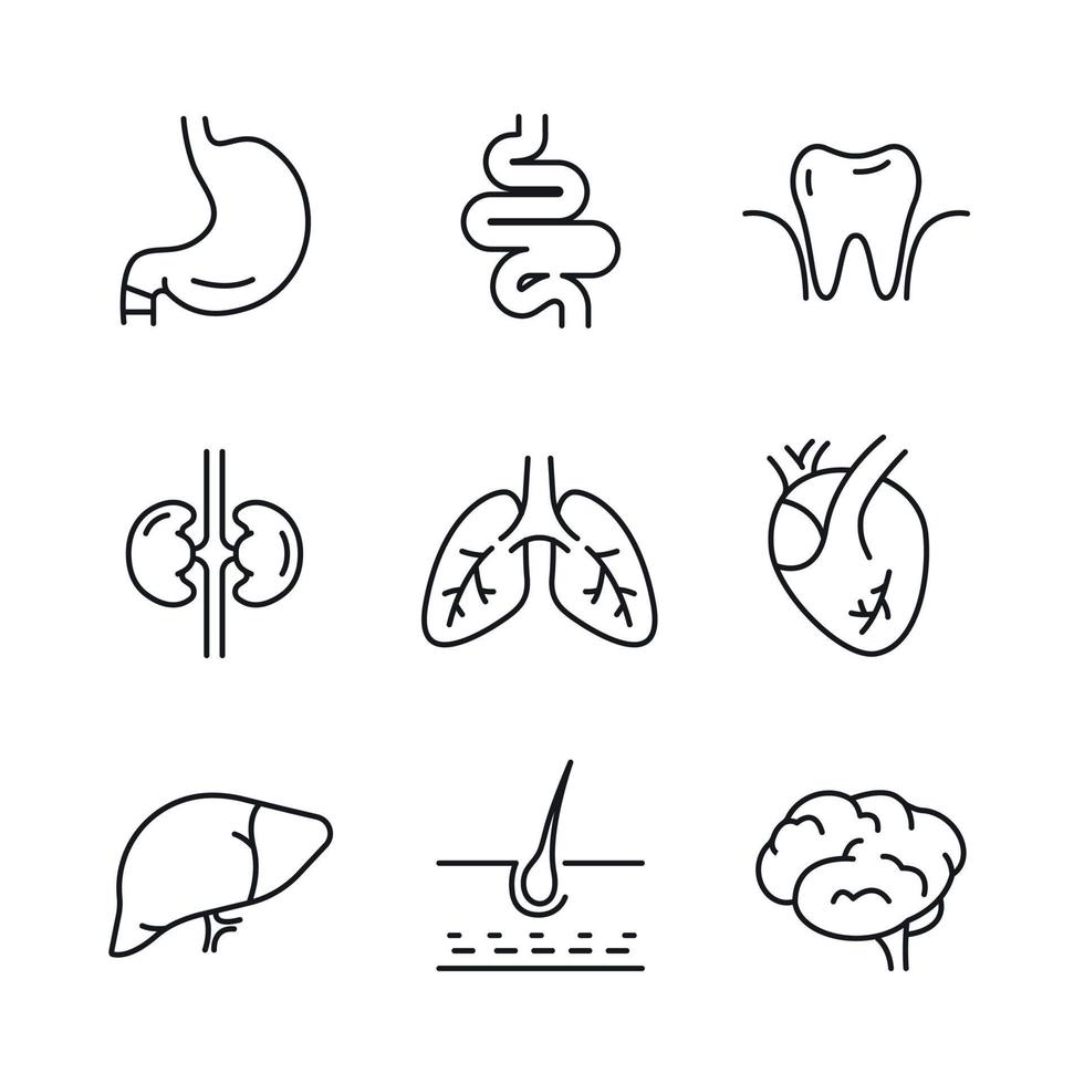 Organs icons set. Anatomy flat line Human  Stomach Brain Heart Tooth Lungs Liver Kidneys Hair. Outline pictograms for medical clinic. Vector illustrations on white background