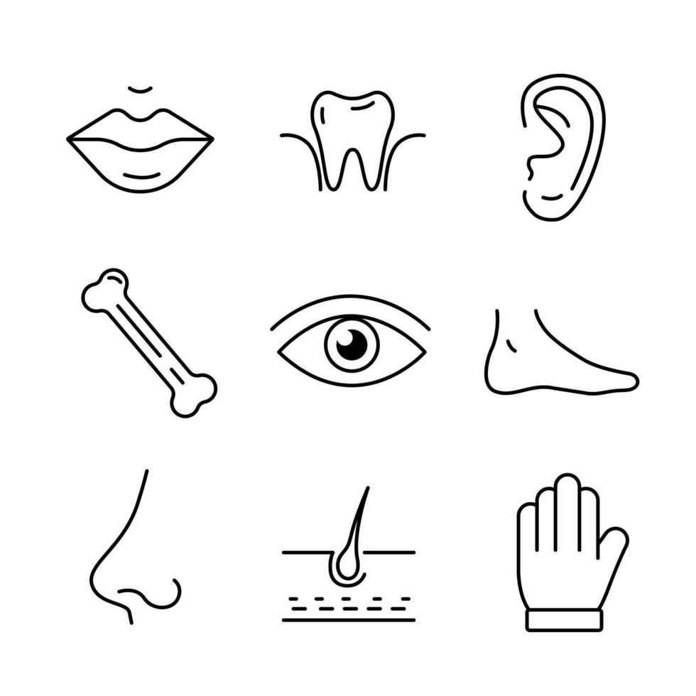 icono plano de órganos humanos. colección de símbolos de contorno. conjunto gráfico de labios oreja hueso diente ojo pie nariz cabello mano. Ilustración vectorial sobre fondo blanco vector