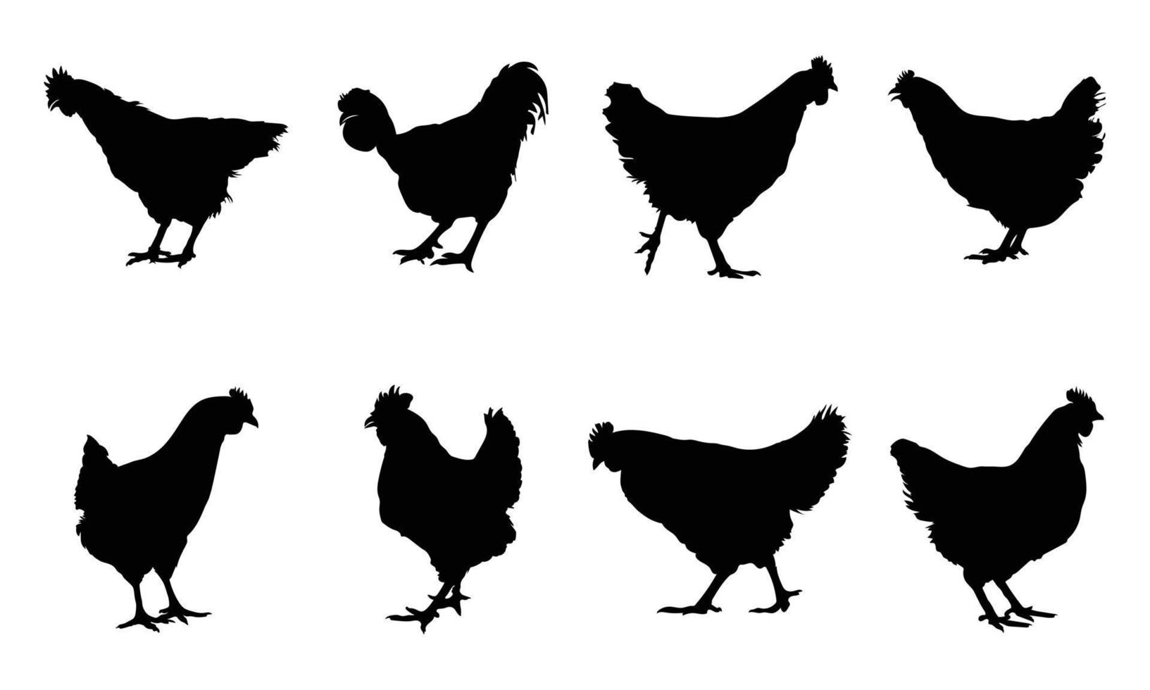 Silhouettes of hen chicken. vector Illustration