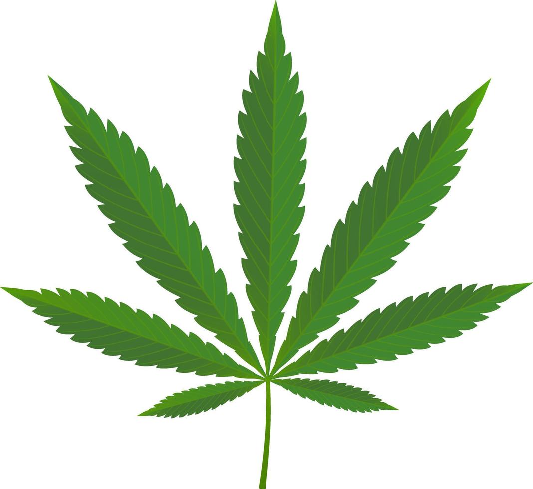 icono de marihuana verde hierbas medicinales orgánicas aisladas sobre fondo blanco. diseño de ilustración vectorial vector