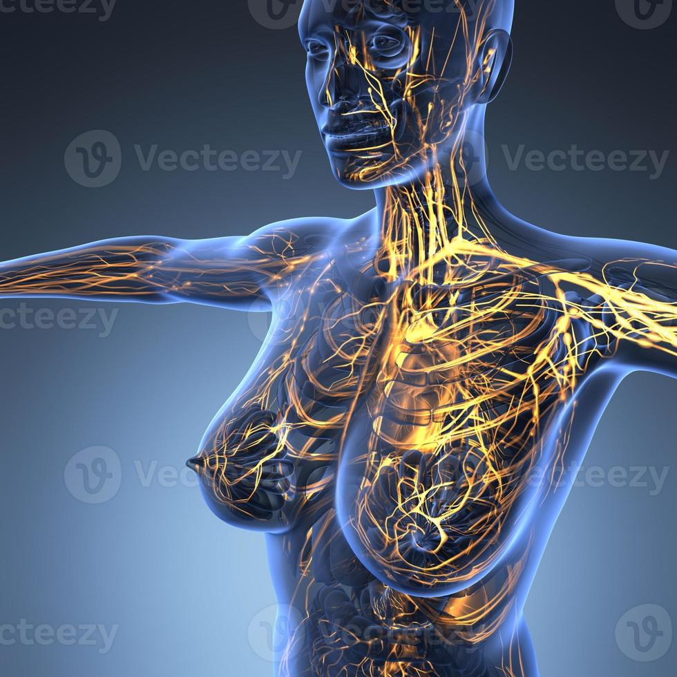 science anatomy of human body in x-ray with glow blood vessels photo