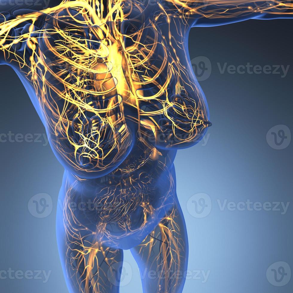 science anatomy of human body in x-ray with glow blood vessels photo