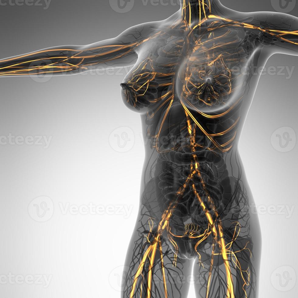 science anatomy of human body in x-ray with glow blood vessels photo