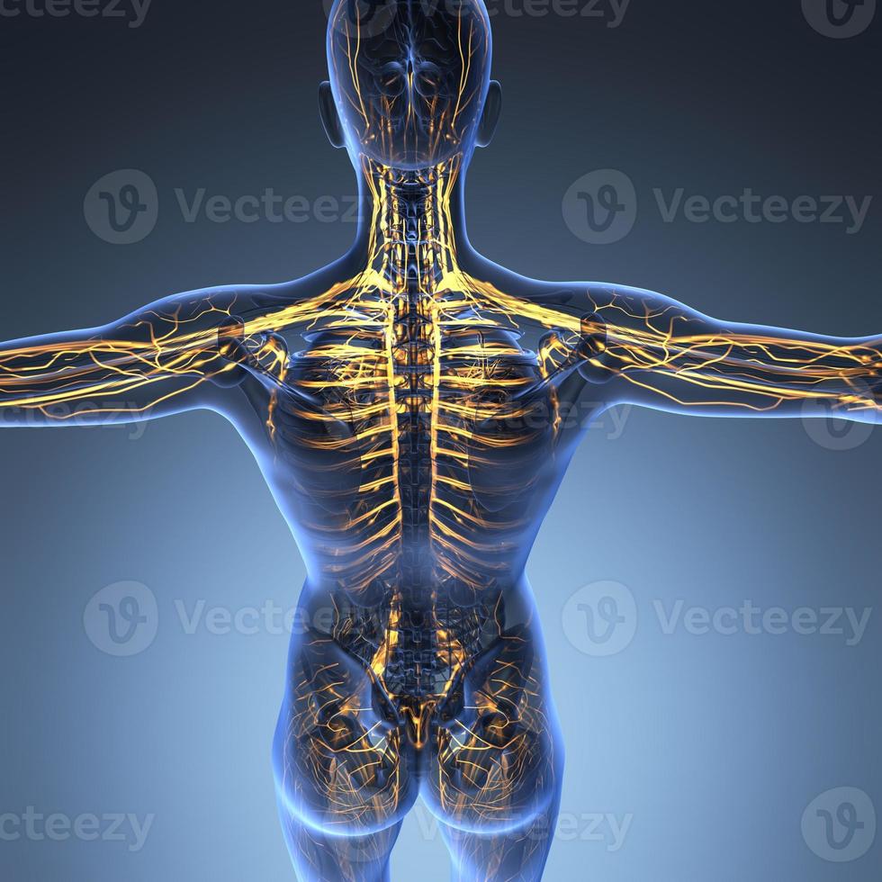 science anatomy of human body in x-ray with glow blood vessels photo