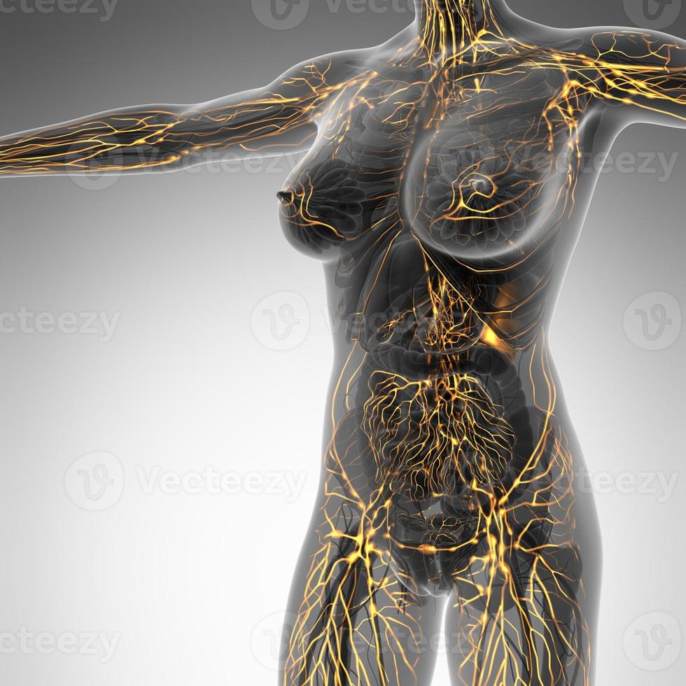 sistema linfático humano con huesos en cuerpo transparente foto