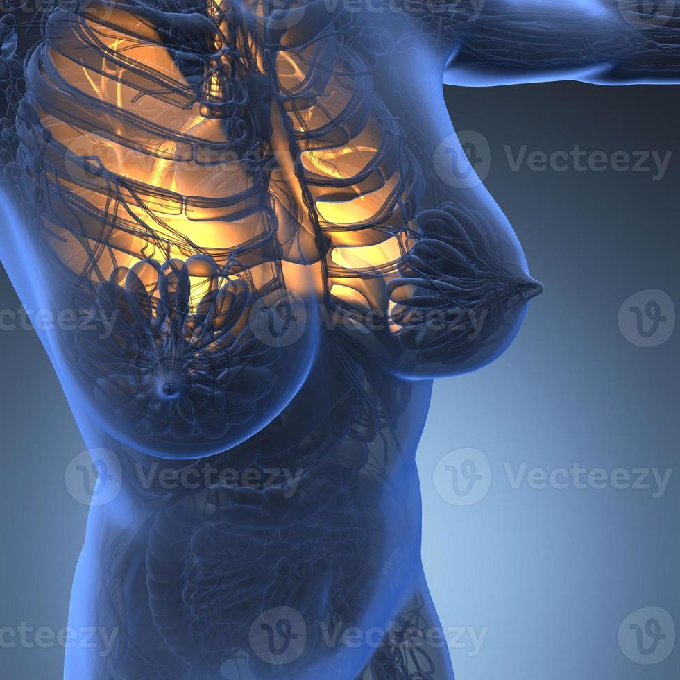 science anatomy of woman body with glow lungs photo