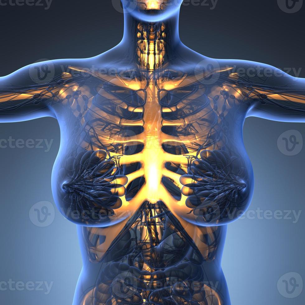 science anatomy of human body in x-ray with glow skeleton bones photo