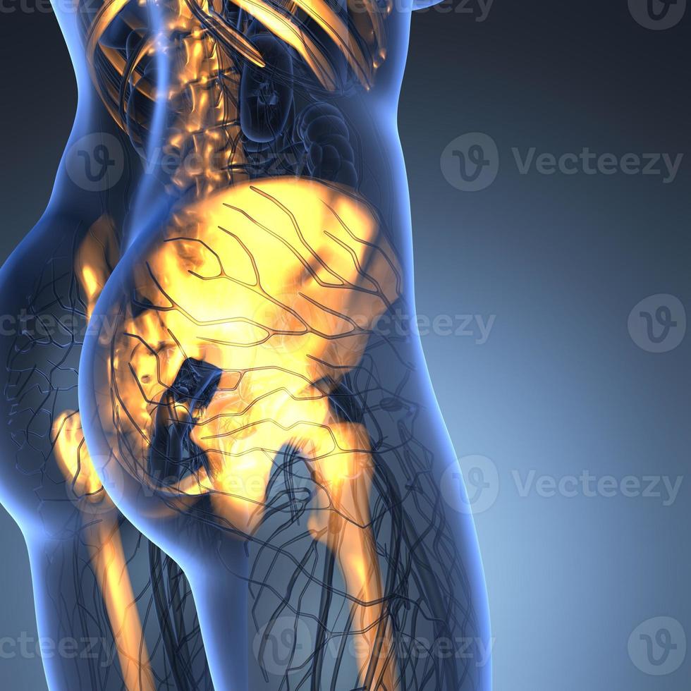 science anatomy of human body in x-ray with glow skeleton bones photo