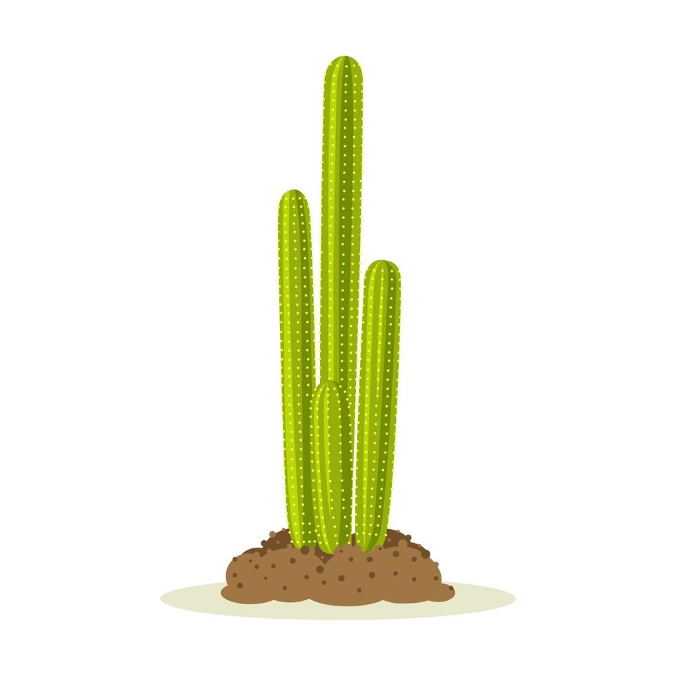 Cactus plants in desert among sand and ground, soil. Vector design