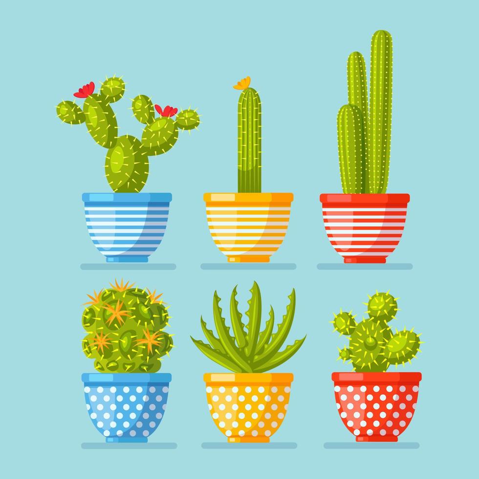 Set of cactuses potted plants with flowers. Mexican houseplant for hobbies. Vector design