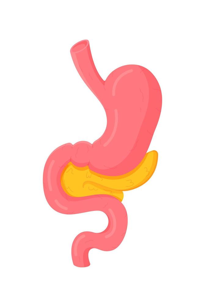 Vector illustration of an isolated human stomach. Front view.