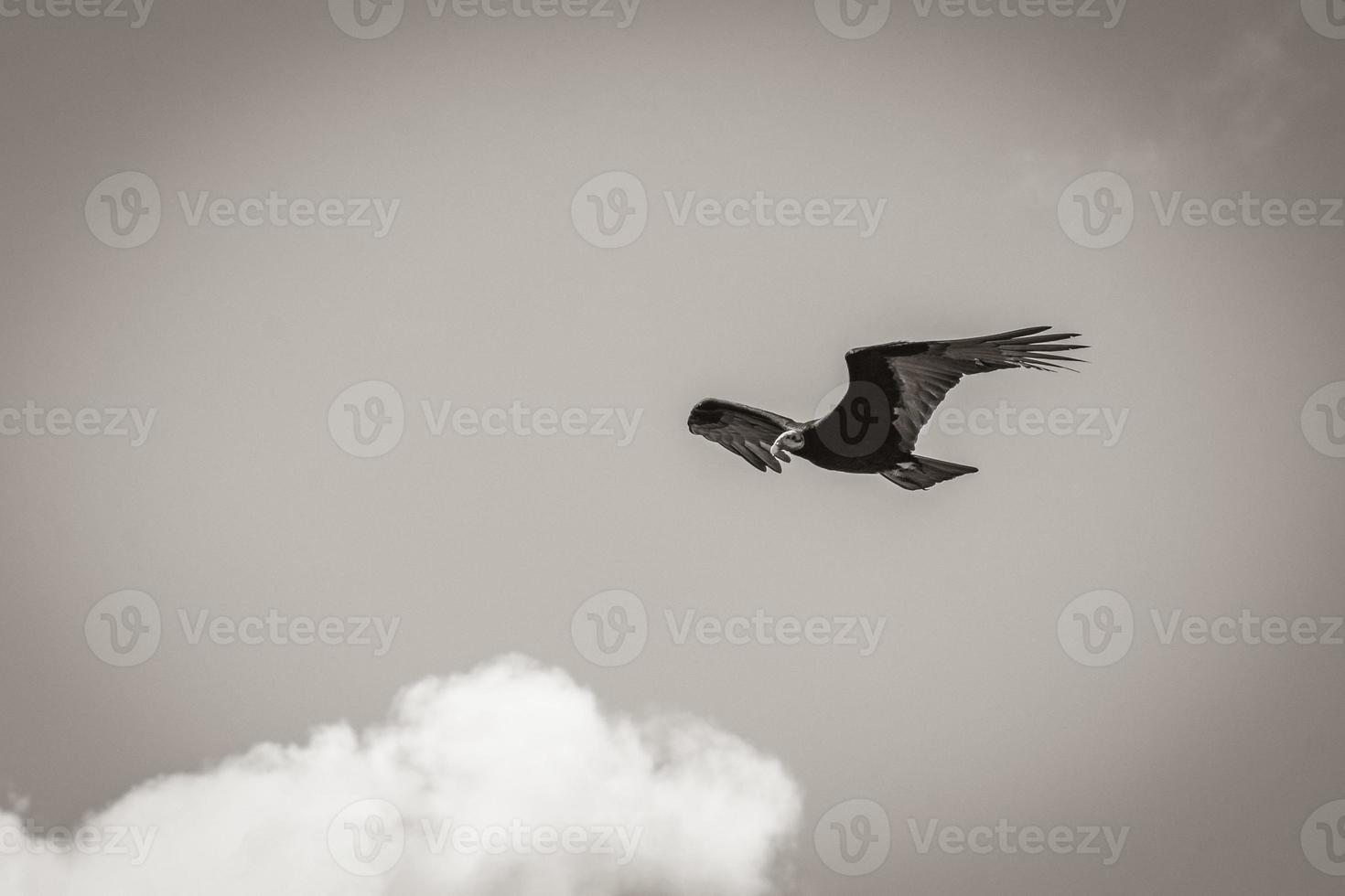 Tropical Black Turkey Vulture Cathartes aura aura blue sky Mexico. photo