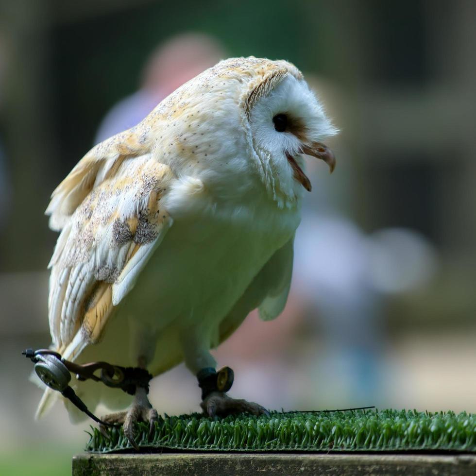 Barn Owl close up photo