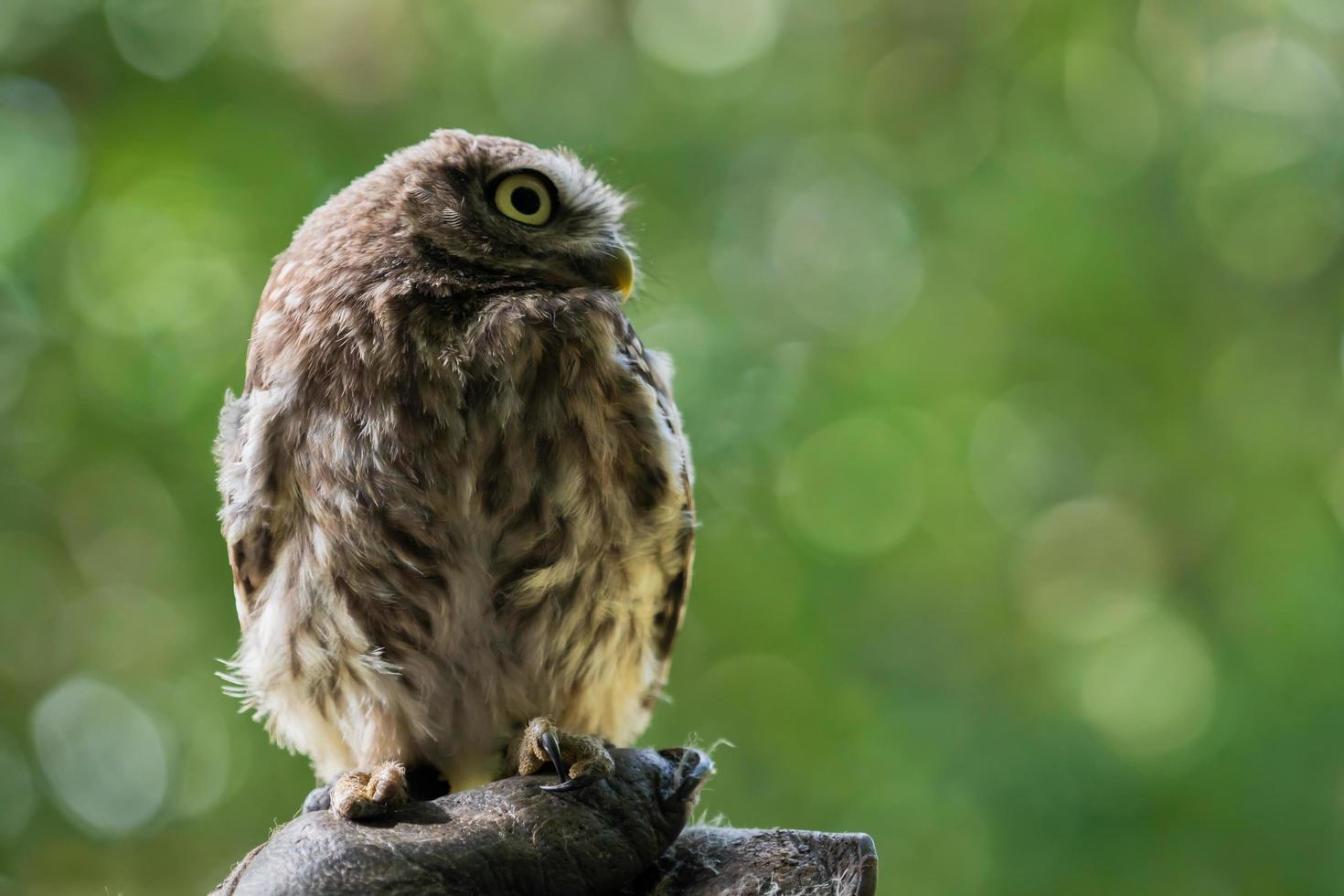 Little Owl close up photo