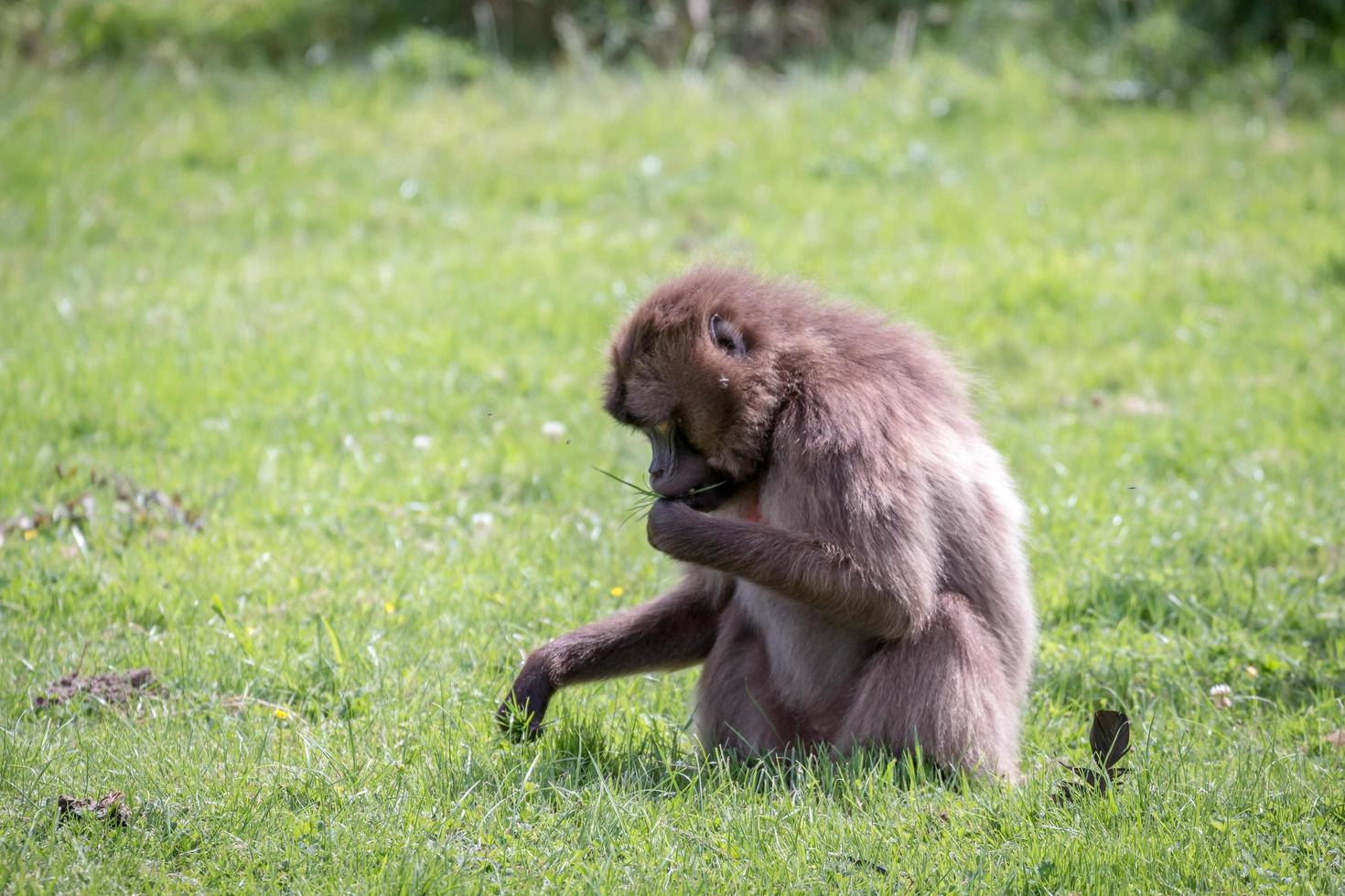 Gelada Baboon close up photo