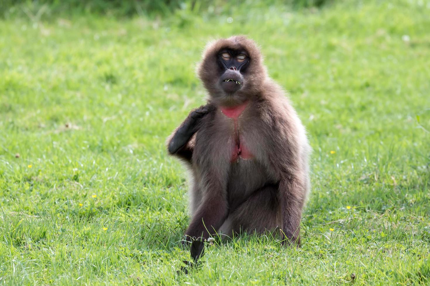 Gelada Baboon close up photo