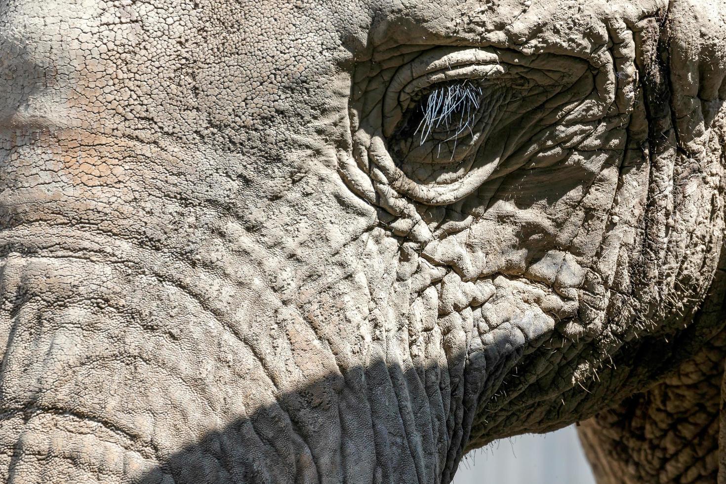 African Elephant portrait photo