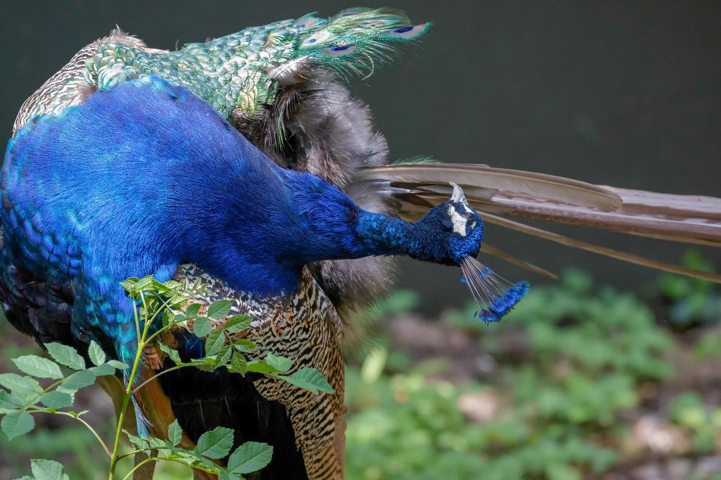 Close up of an Indian Peacock photo