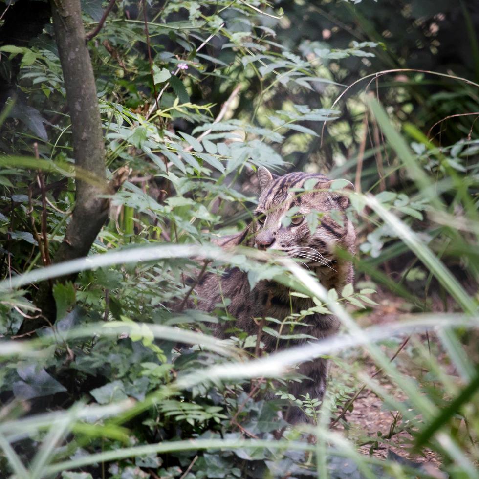 Fishing Cat close up photo