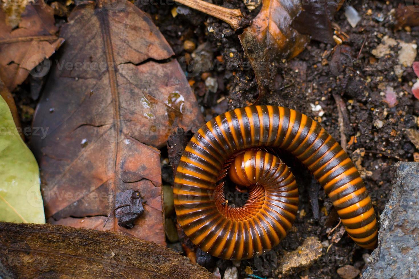 A coiled millipede can shaped roll into a ball on ground. photo