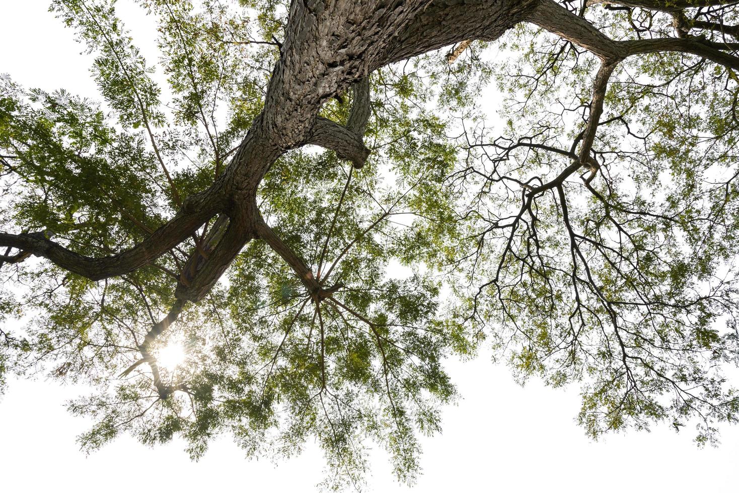 Bottom view to treetop branch of a huge tree in jungle forest. Look up under the tree. environment and nature background photo