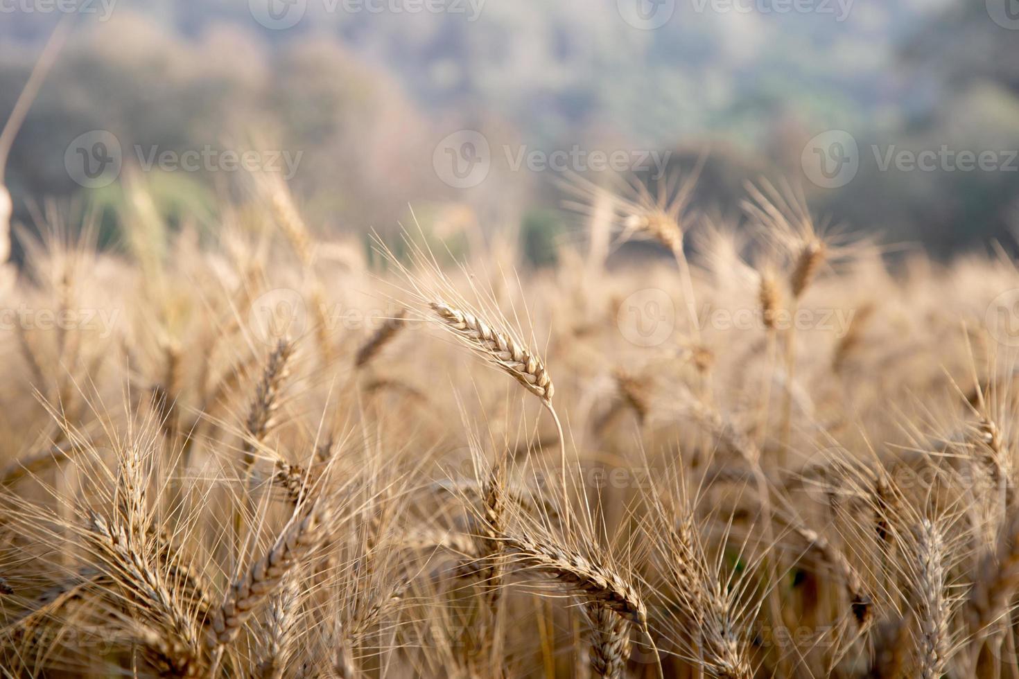 Field of dry wheat in day time. photo