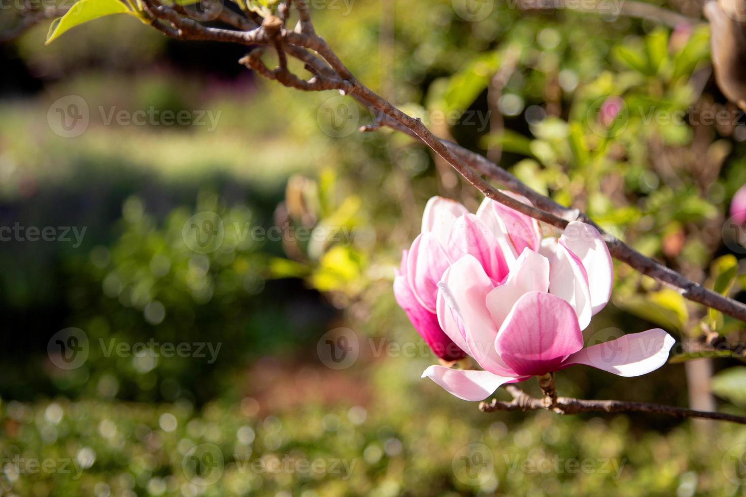 A magnolia on natural background. photo