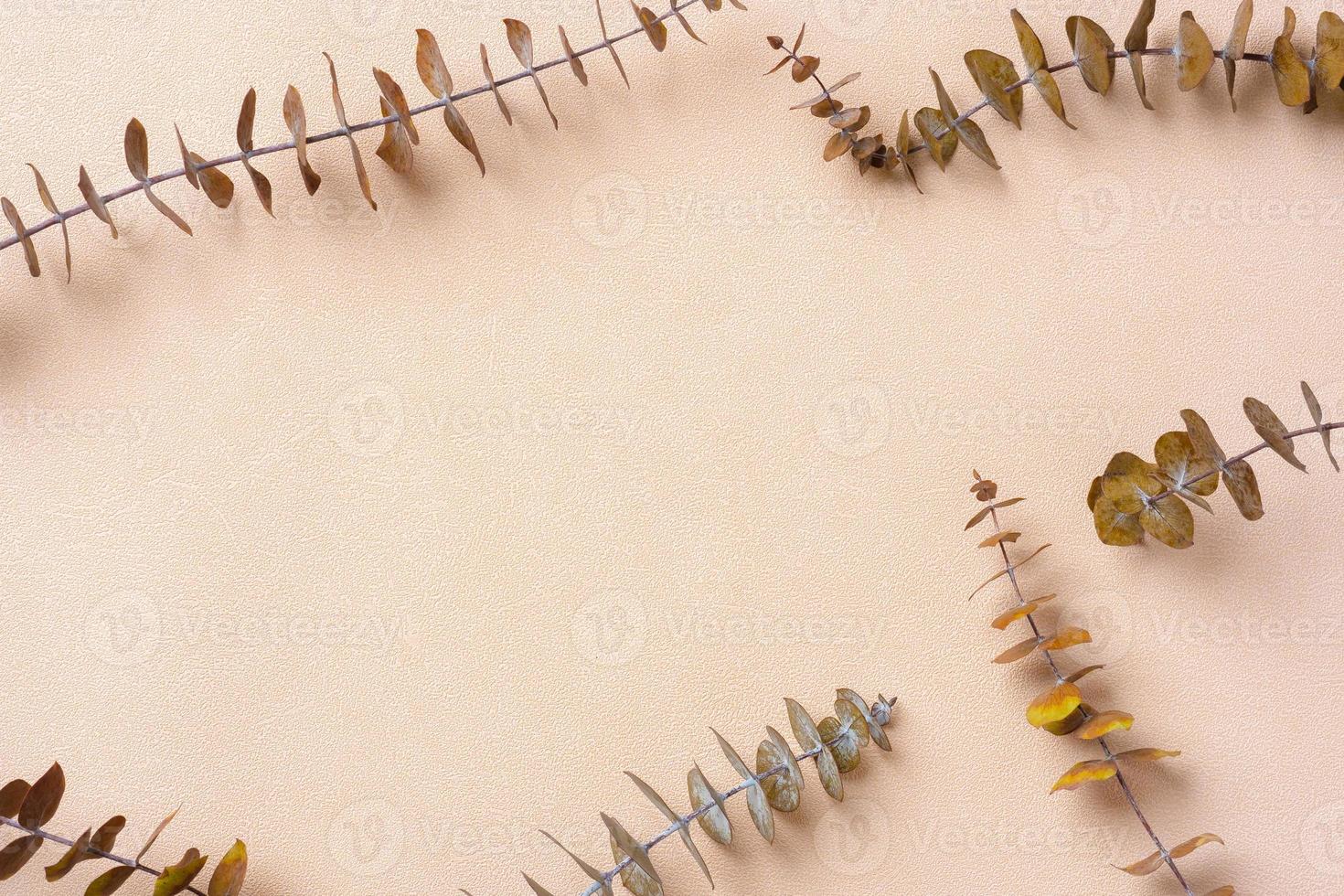 eucalyptus leaves on peach color background photo