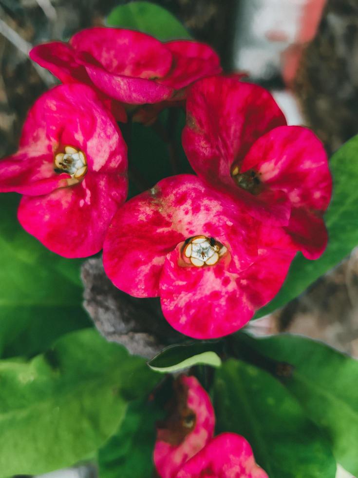 Beautiful pink flower photo