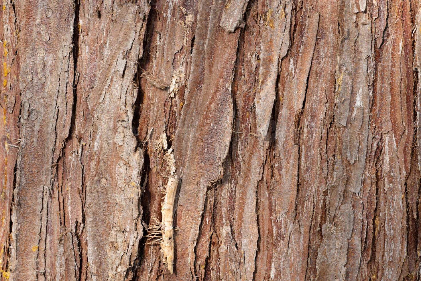 Natural Cracked Brown Bark Wood Texture Background photo