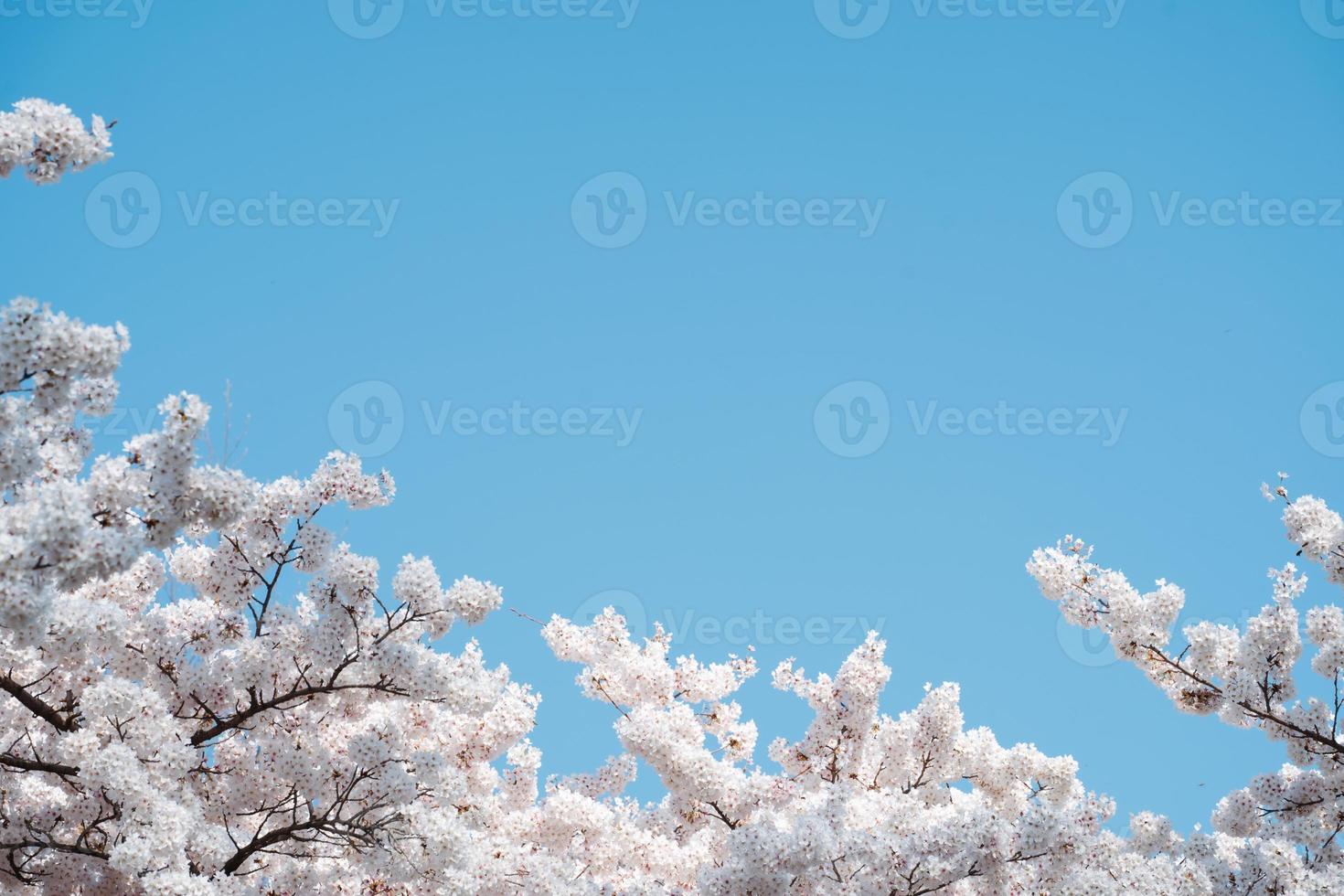 flores de manzana de cerezo blancas y rosas en un día soleado foto