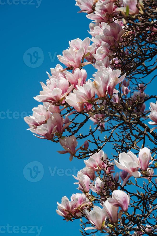 Beautiful Blooming Pink Magnolia Tree Against Sky photo