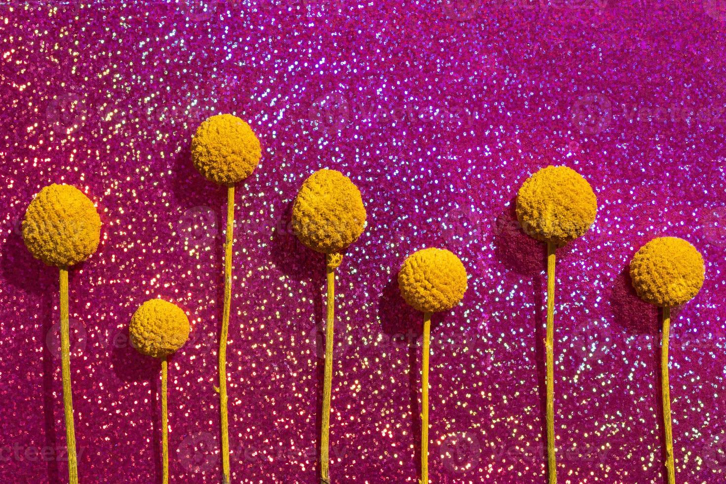 bolas secas de craspedia billy sobre fondo rosa brillante foto