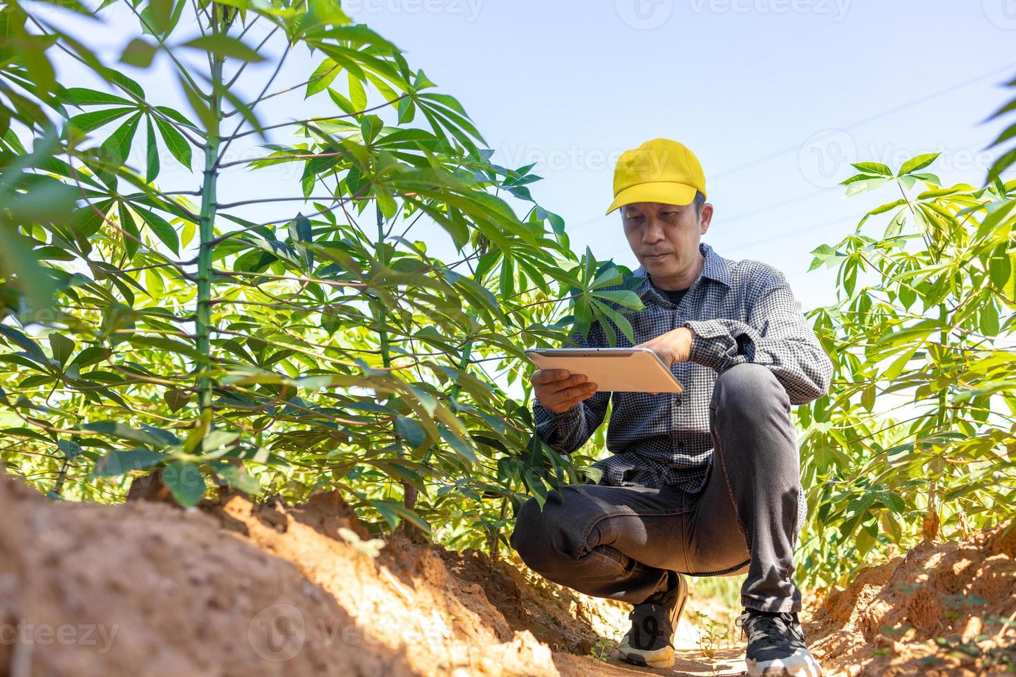 granjero inteligente un hombre asiático usa una tableta para analizar los cultivos que cultiva en su granja durante el día. foto