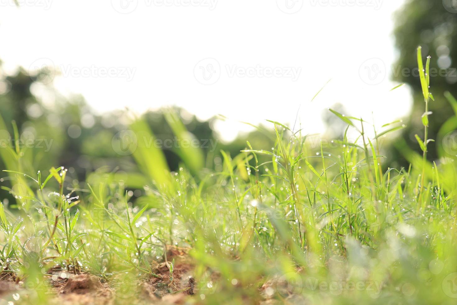 Green grass in nature, fresh morning with dew on the leaves, nature background image photo