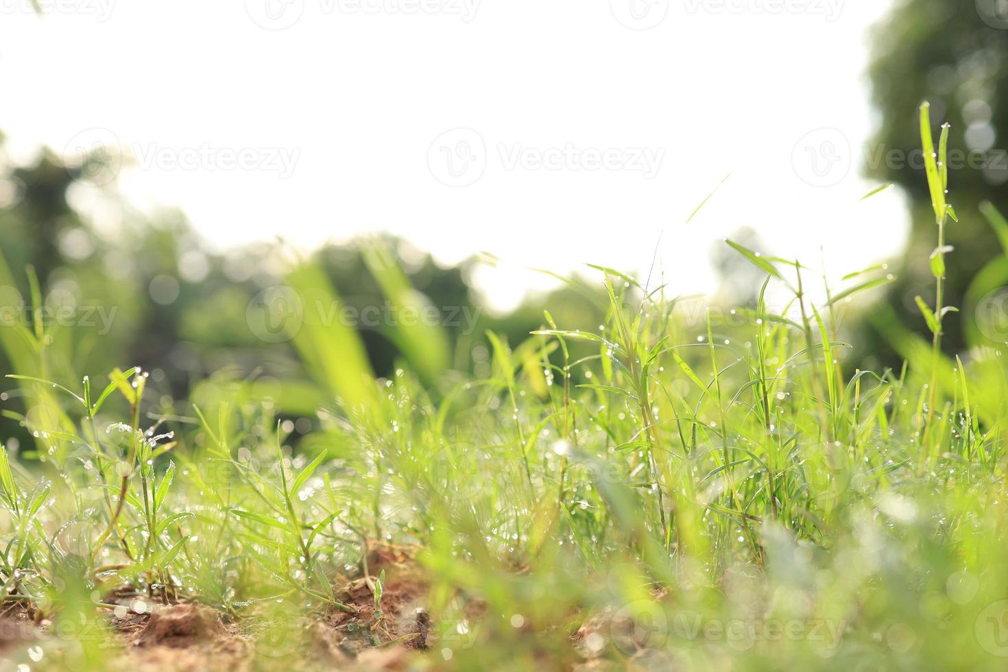 Water Grass Mud Green Nature Background Stock Photo 658012387