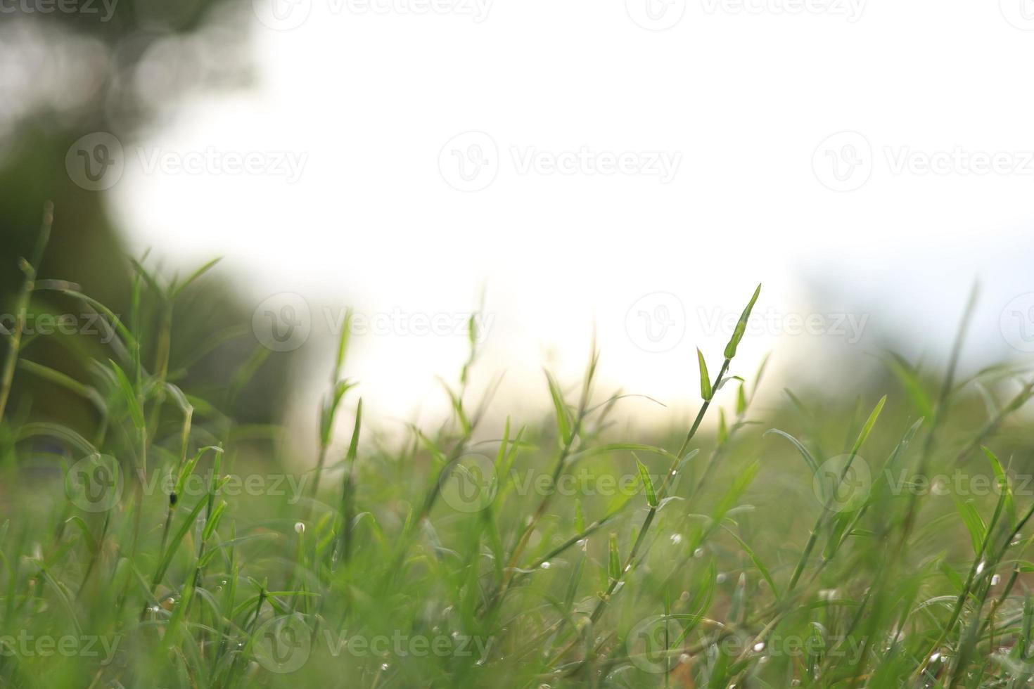 Green grass in nature, fresh morning with dew on the leaves, nature background image photo