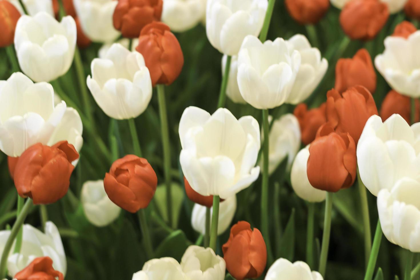 Red and white tulip flower blooming in the spring garden, soft selective focus photo