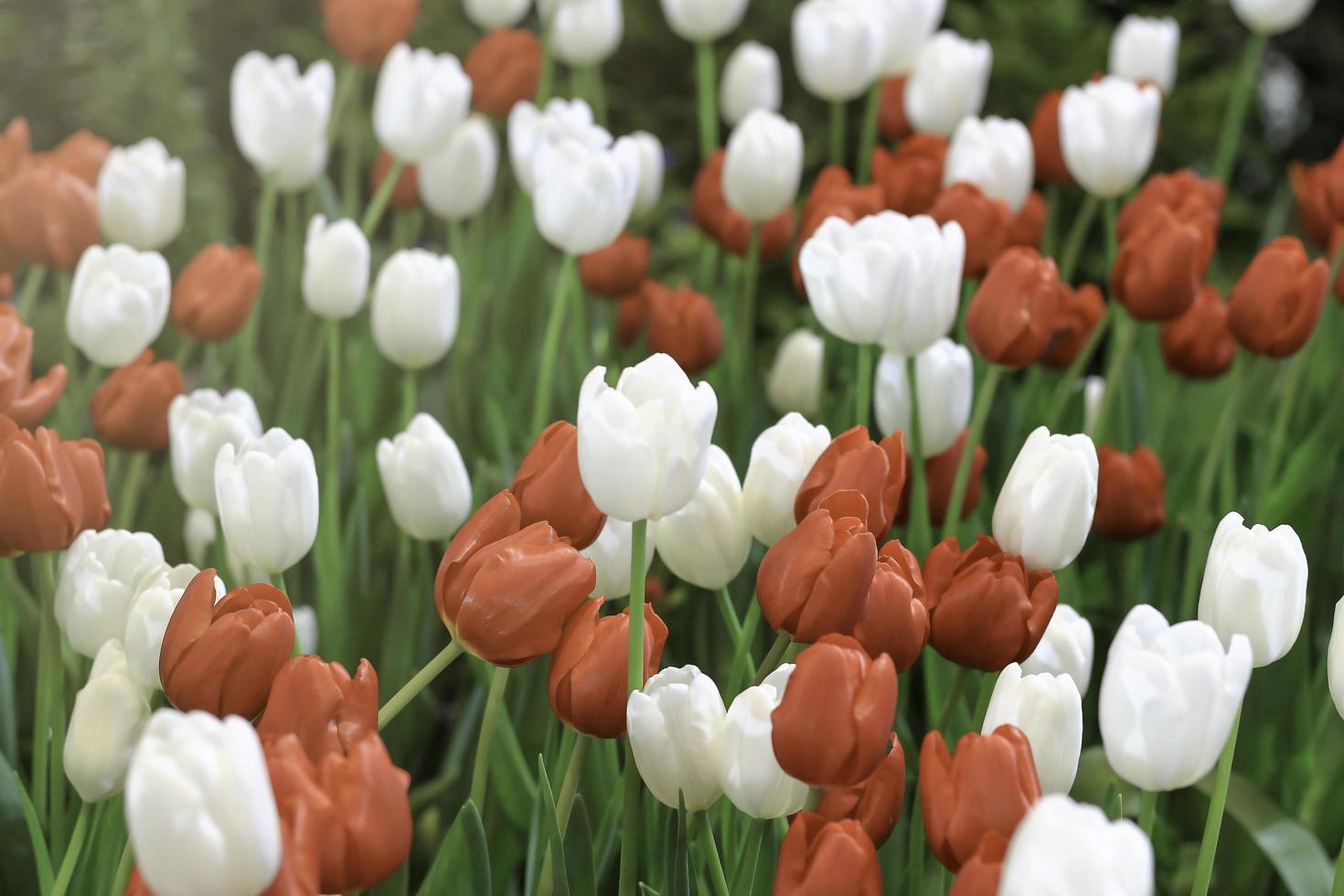 Red and white tulip flower blooming in the spring garden, soft selective focus photo