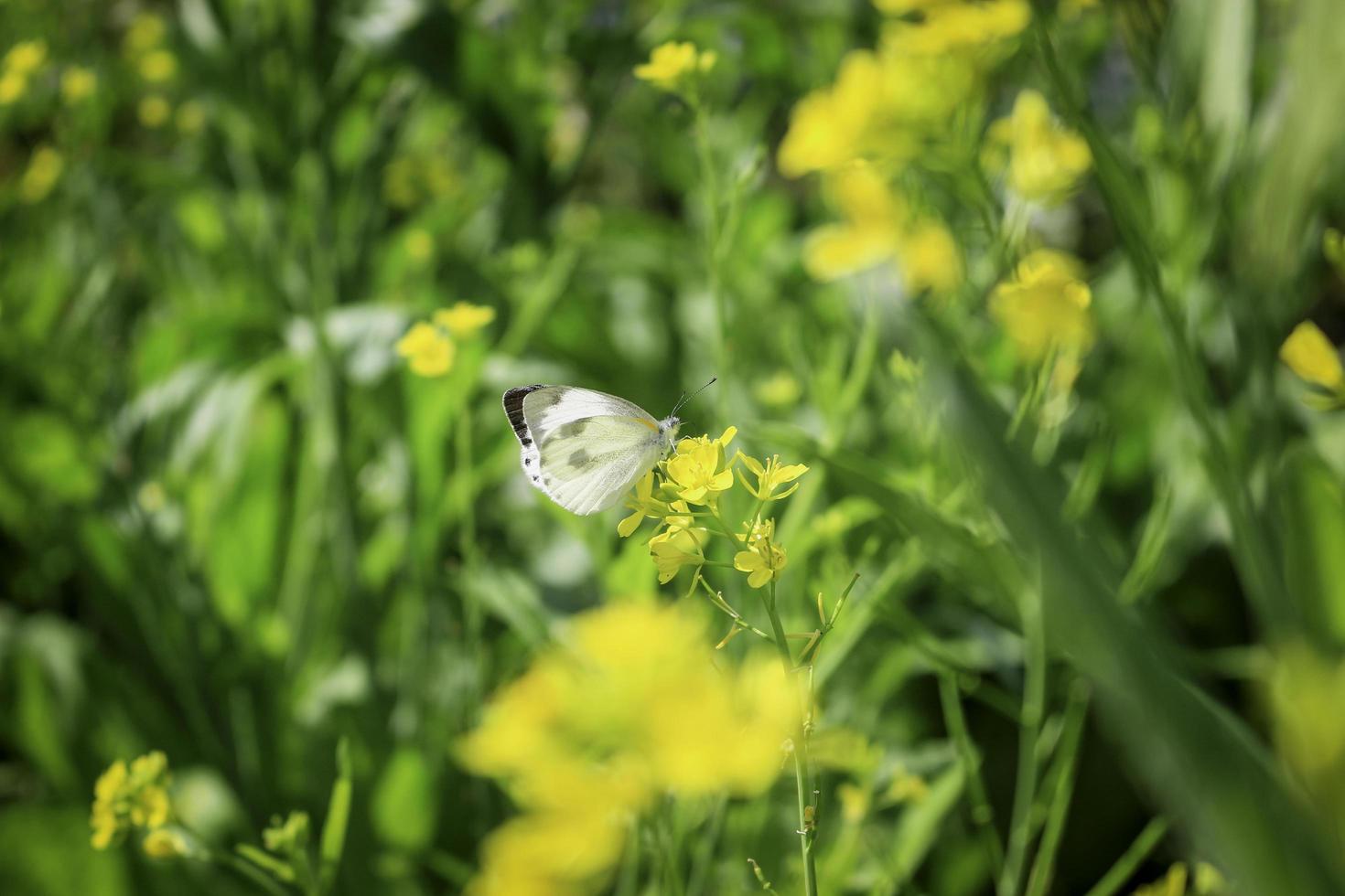 Butterfly white butterfly on yellow flower in summer spring field photo