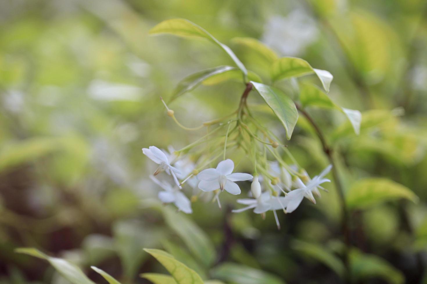 Beautiful fragrant white flowers blooming in summer garden, wild water plum flower with green nature blurred background. photo